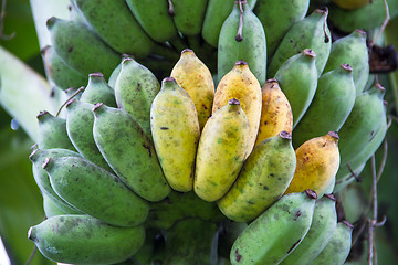 Image showing Bunch of ripening bananas on tree