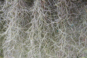 Image showing spanish moss background