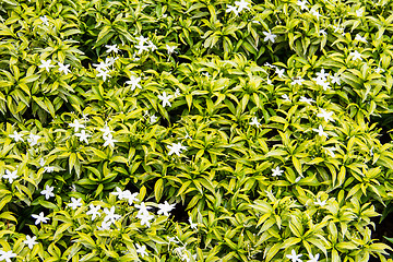 Image showing Gerdenia Crape Jasmine - white flowers