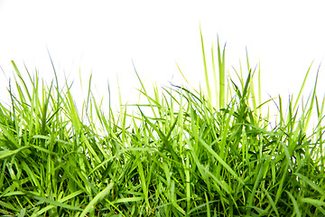 Image showing fresh green grass isolated on white background