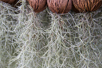 Image showing spanish moss background