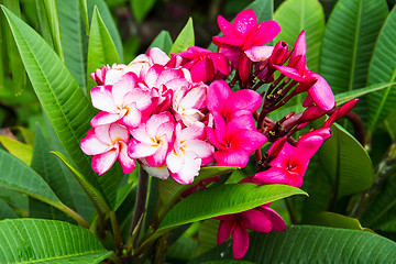 Image showing frangipani flower or Leelawadee flower on the tree.