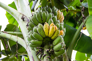 Image showing Bunch of ripening bananas on tree