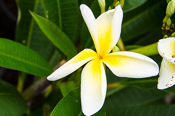 Image showing frangipani flower or Leelawadee flower on the tree.
