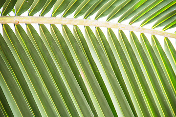 Image showing Abstract green leaves background