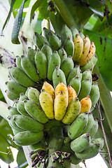 Image showing Bunch of ripening bananas on tree