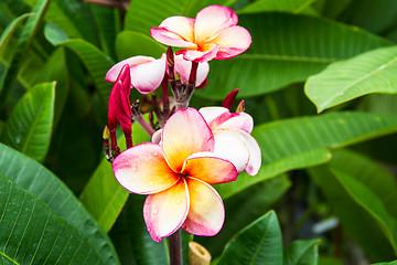 Image showing frangipani flower or Leelawadee flower on the tree.