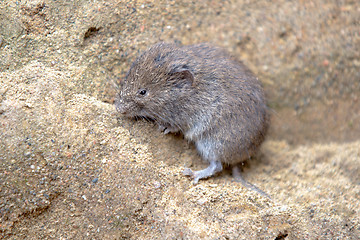 Image showing short-tailed vole