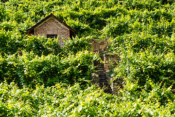 Image showing Hut in a vineyard