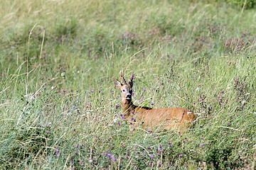 Image showing adult roebuck