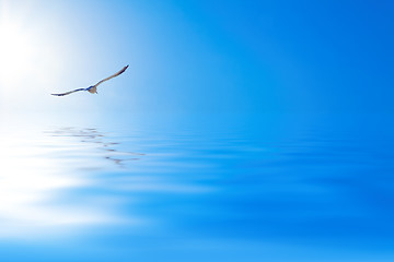 Image showing Seagull over the sea