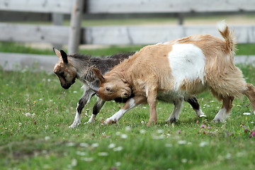 Image showing angry young goats fighting