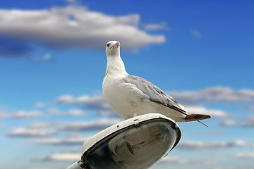 Image showing beautiful gull over cloudy sky