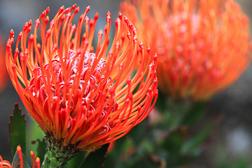 Image showing Pincushion protea closeup