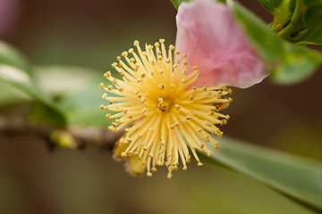 Image showing Carpel Pistil Stamen Abstract