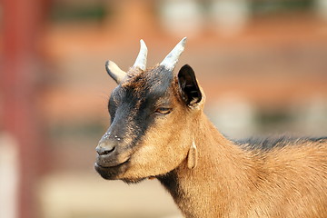 Image showing beige goat with small horns