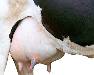 Image showing big udder full of milk