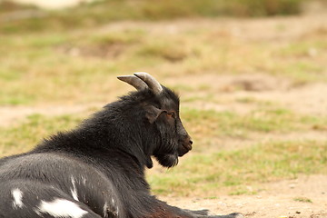 Image showing black goat relaxing