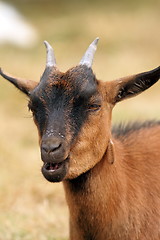 Image showing brown goat chewing