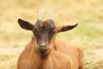 Image showing brown goat laying down