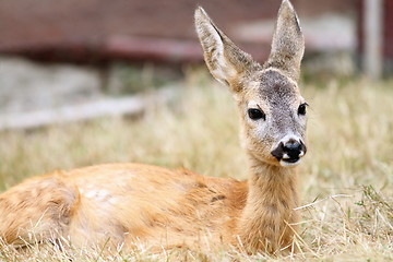 Image showing close up of a roe deer fawn