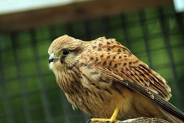 Image showing closeup of a falco tinnunculus