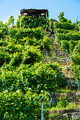 Image showing Hut in a vineyard