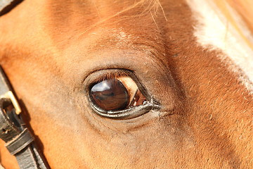 Image showing closeup of a horse eye