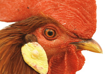 Image showing closeup of rooster eye