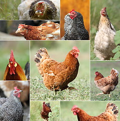 Image showing collage with hens and roosters