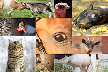 Image showing collection of farm animals