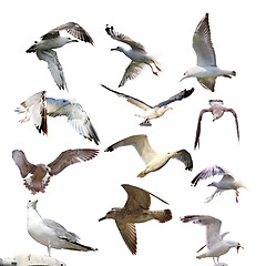 Image showing collection of isolated gulls