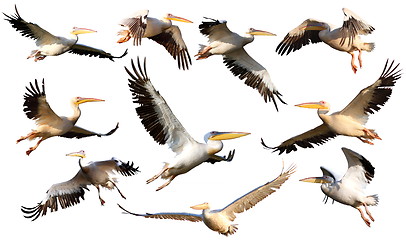 Image showing collection of pelicans in flight 