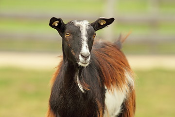 Image showing colorful goat