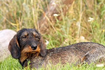 Image showing course haired teckel