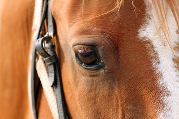 Image showing detail of beautiful horse eye
