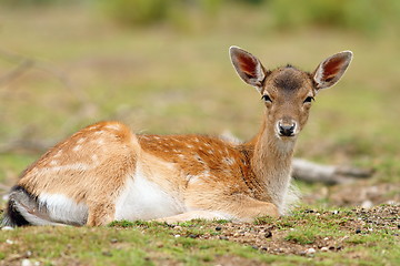 Image showing fallow deer calf relaxing