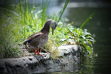 Image showing female mallard duck on the lake shore