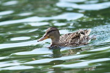 Image showing female mallard