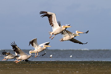 Image showing flock of pelecanus onocrotalus taking off