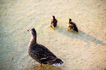 Image showing duck family