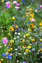 Image showing Wild flowers