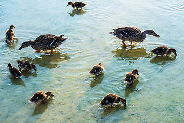 Image showing duck family