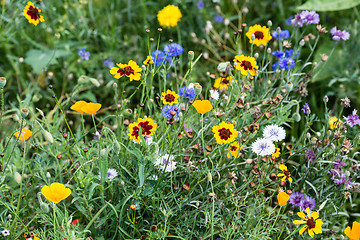 Image showing Wild flowers