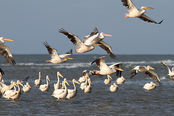 Image showing flock of pelicans flying over water