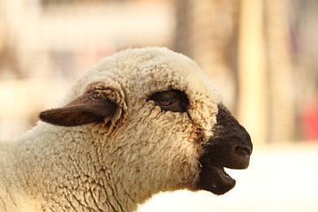 Image showing funny lamb