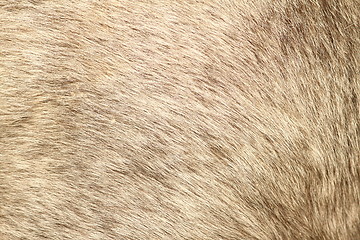 Image showing fur texture of a short hair pony