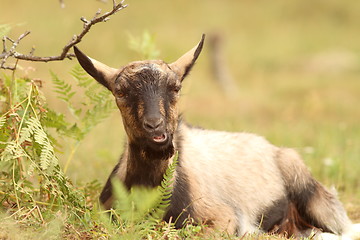 Image showing goat relaxing in the grass