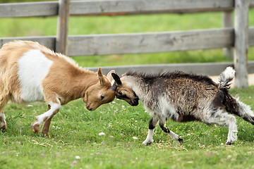 Image showing goats fighting with their heads