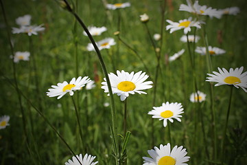 Image showing green grass and chamomiles